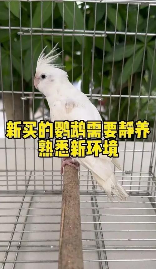 如何让鹦鹉上手