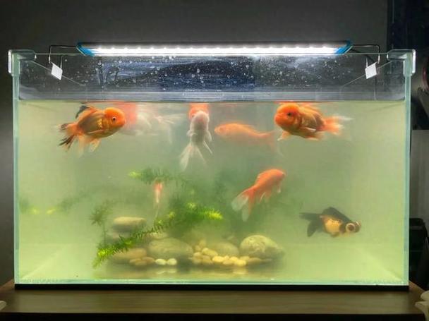 鱼缸水浑
