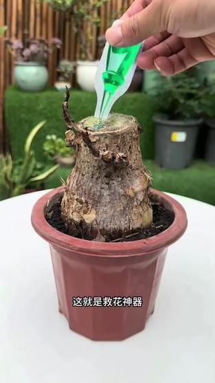 发财树复活方法如下
