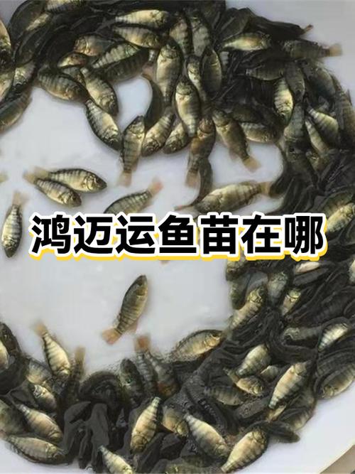 附近卖鱼苗的地方在哪里