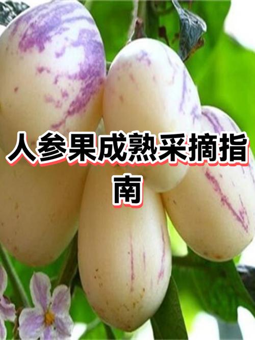 人参果怎么才是熟了