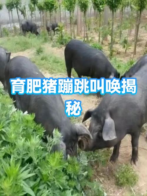 猪老叫唤怎么原因