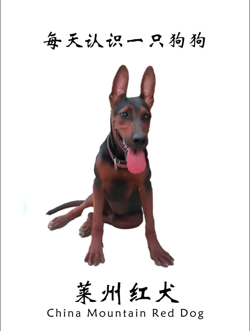 个人必得分红犬