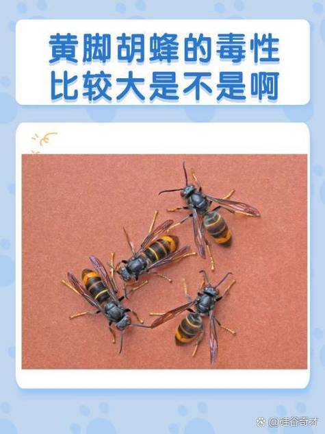 毒性和毒效应的联系