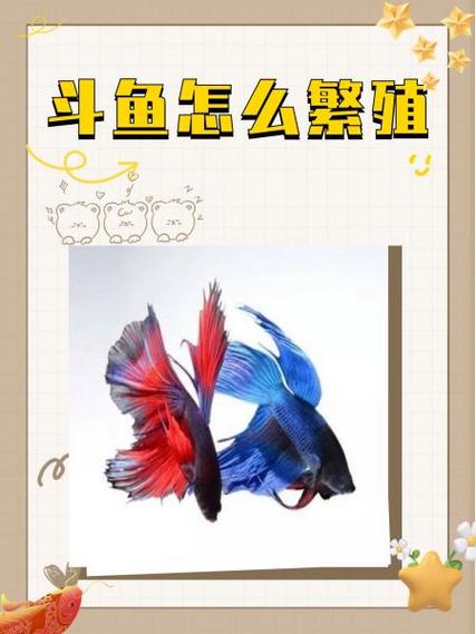 斗鱼id起什么好