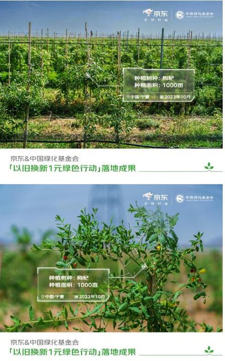 京东种树领水果安全吗