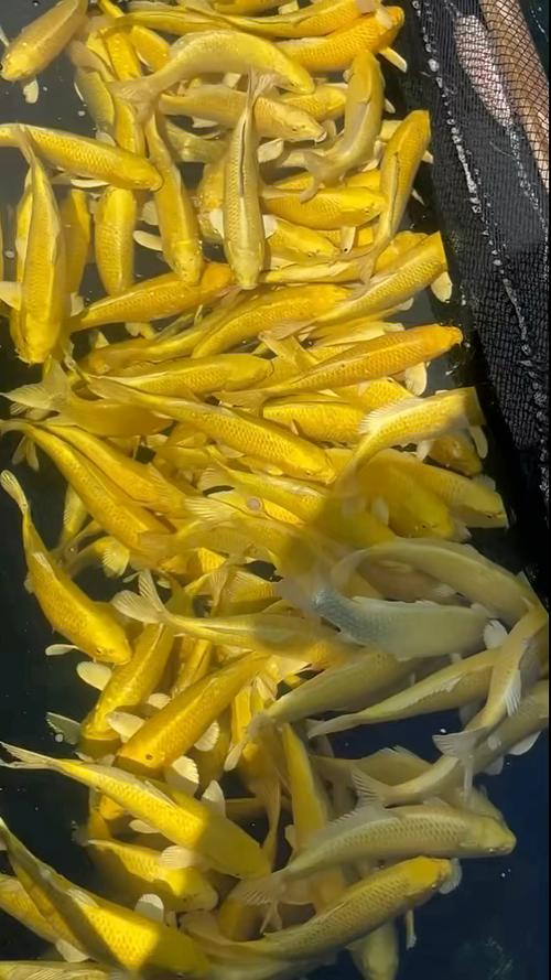 黄金锦鲤一般人养不起