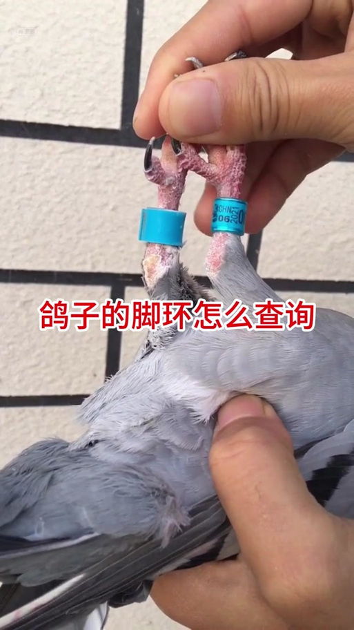 成年鸽子还可以带脚环吗
