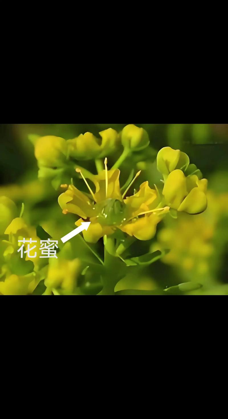 大为文化的聊天平台花蜜