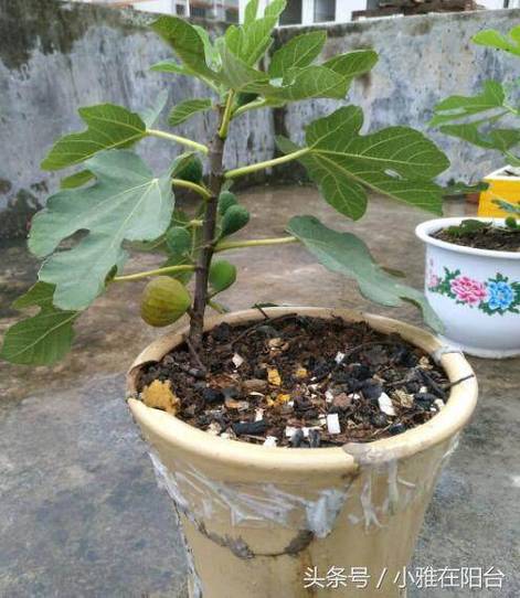 无花果在家里种吉利吗