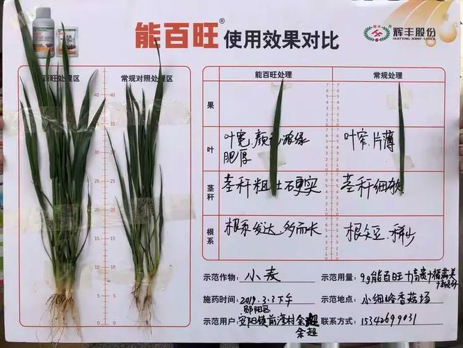 能百旺在小麦上的应用