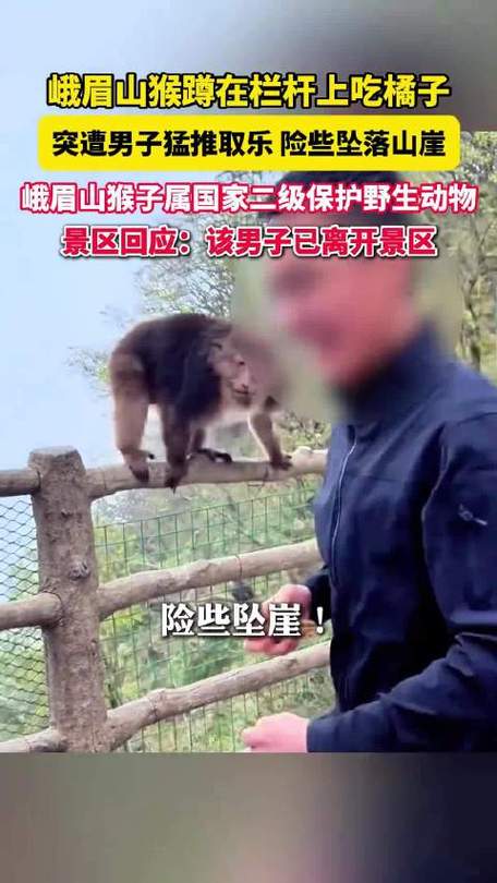 推猴子男子3年内禁入峨眉山