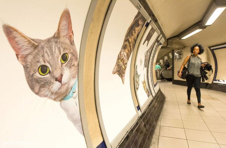宠物猫能带上地铁吗 宠物猫能带上地铁吗