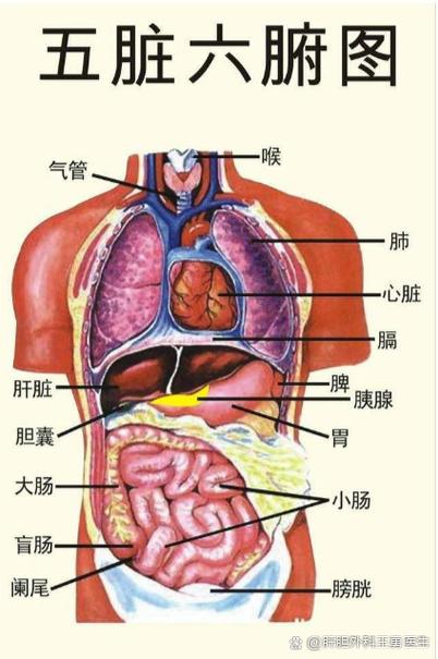 人体全图器官结构图