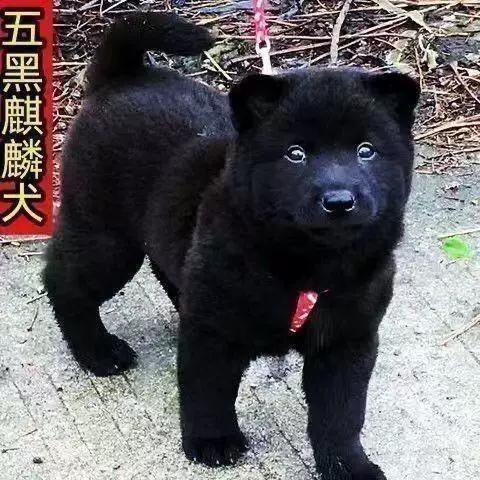 广西土猎犬纯黑色