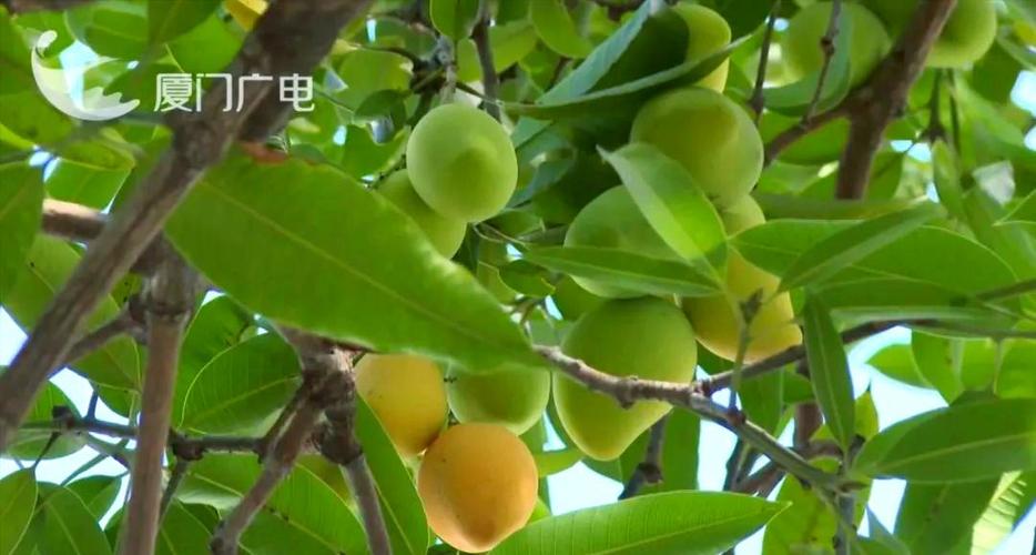 芒果冬天吃是反季节吗