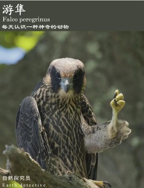 游隼会认主人吗