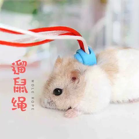 溜仓鼠神器