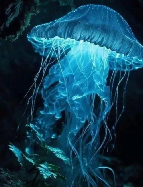 水母在爱情中代表什么