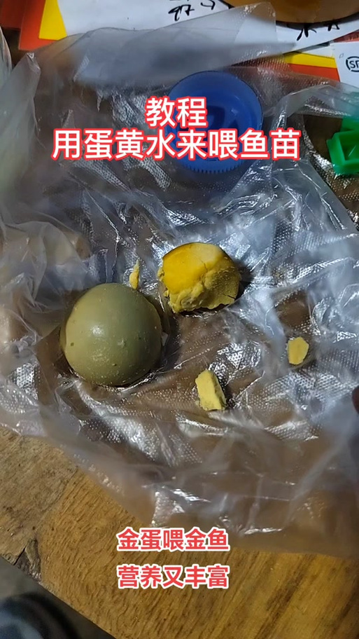 没饲料能给小金鱼吃啥