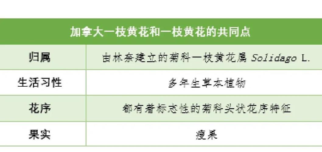 一枝黄花和加拿大一枝黄花的区别