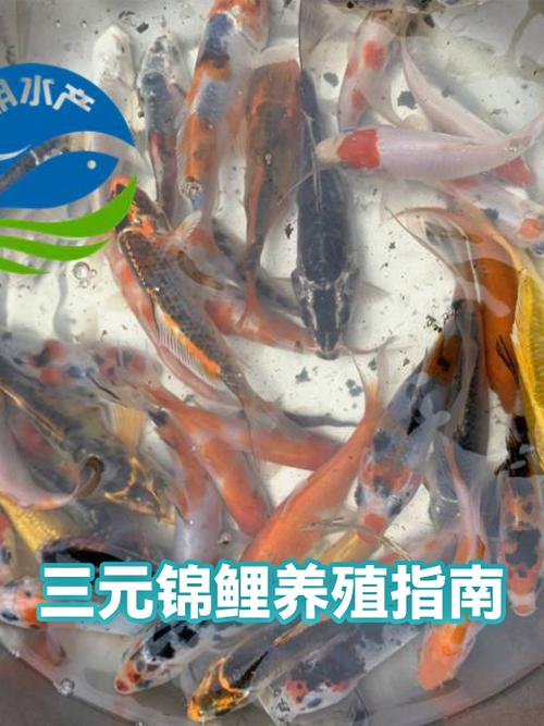 锦鲤选号码