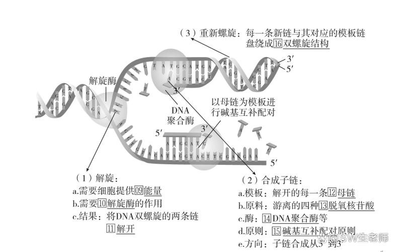 dna的复制消耗能量吗