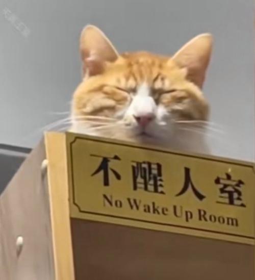 人不在家猫怎么办