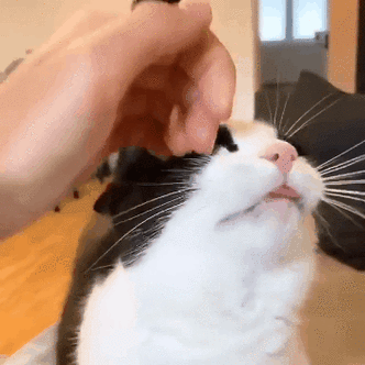 人不在家猫怎么办截图2