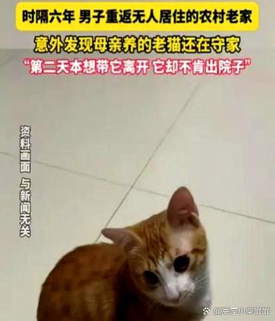 人不在家猫怎么办截图3