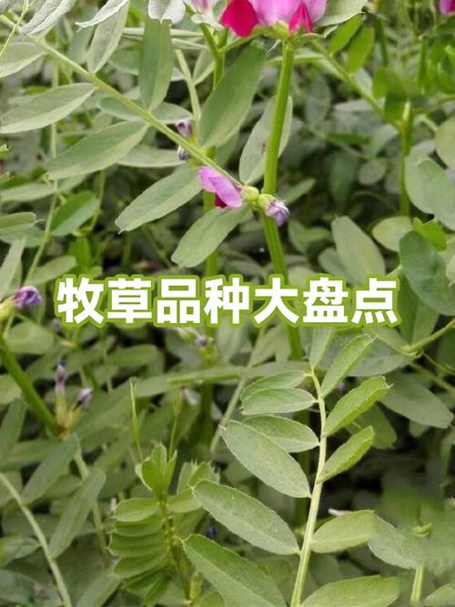 养羊最好的牧草是什么品种