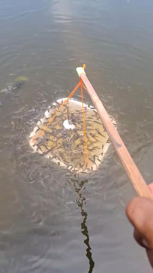 捕鱼外卦神器下载