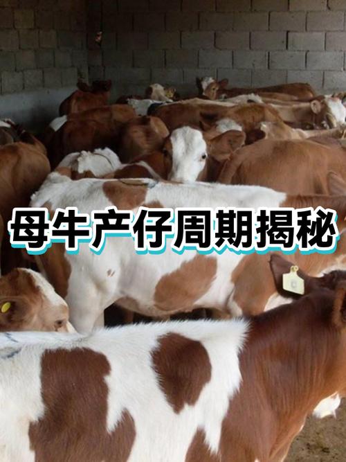 母牛产犊几个小时