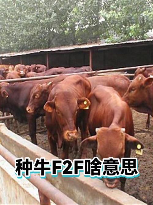 f2代表什么意思