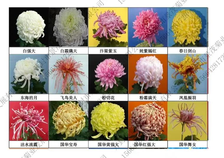菊花有哪些品种