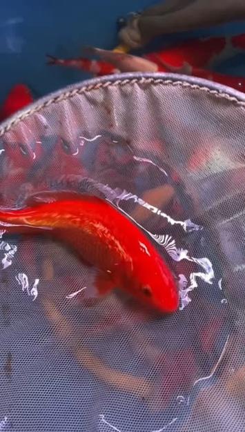 红色的鲤鱼是锦鲤么