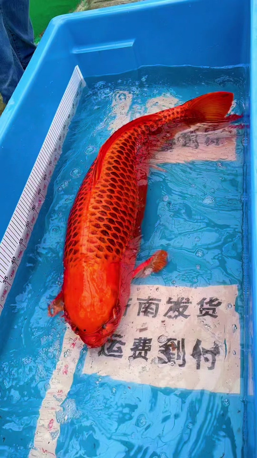 红色的鲤鱼是锦鲤么截图2