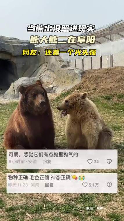 熊出没反映社会现实