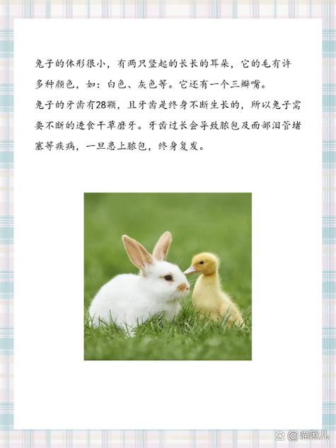 描写一下小白兔的特点有什么