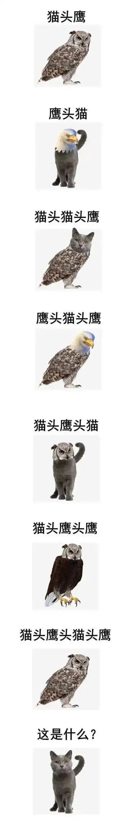 三年级看图作文猫头鹰也是猫