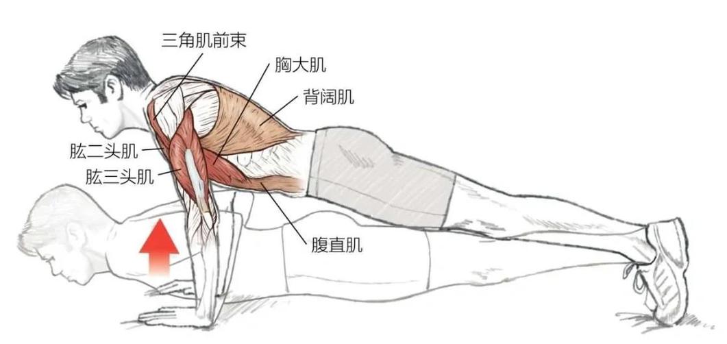 平板俯卧撑正确做法