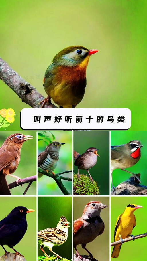 动物叫声大全截图2
