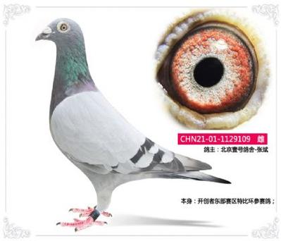 特比环的鸽子值钱吗