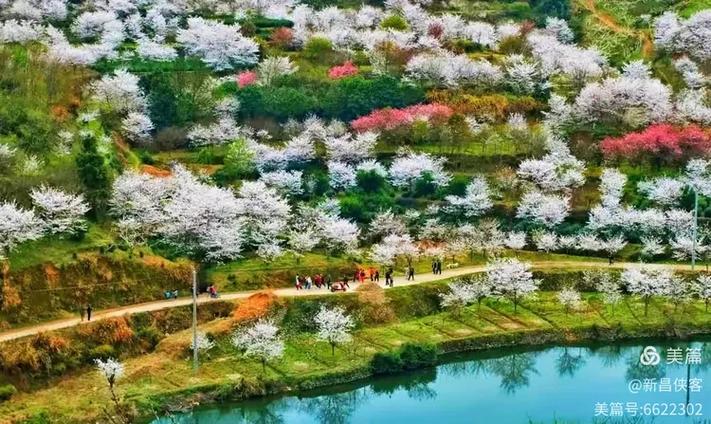 清远樱花谷在哪里截图2