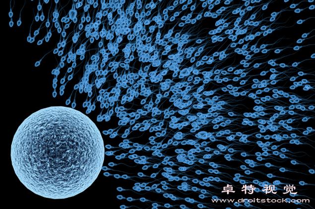 精子运行的动力