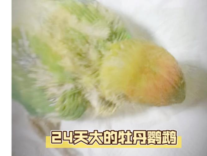 牡丹鹦鹉雏鸟拉黑屎