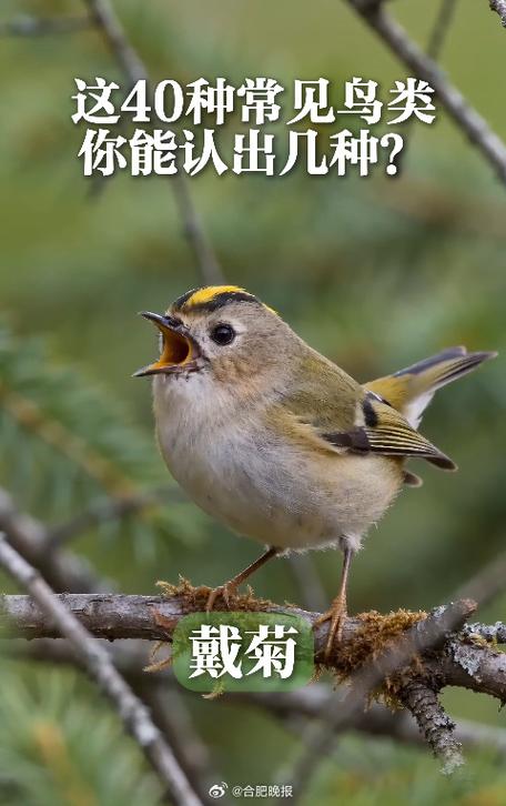 小鸟的叫声