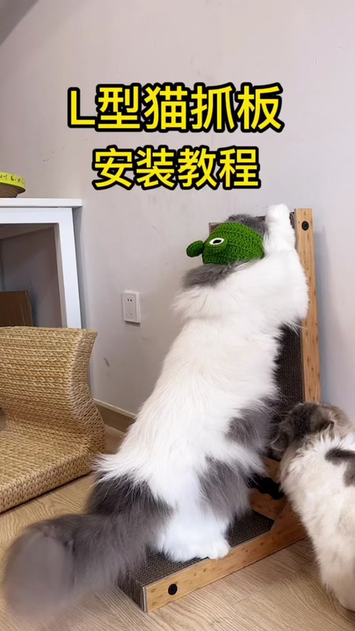 如何安装猫抓插件