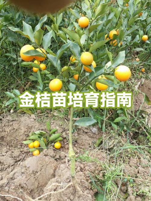 金桔一亩利润 金桔一亩利润