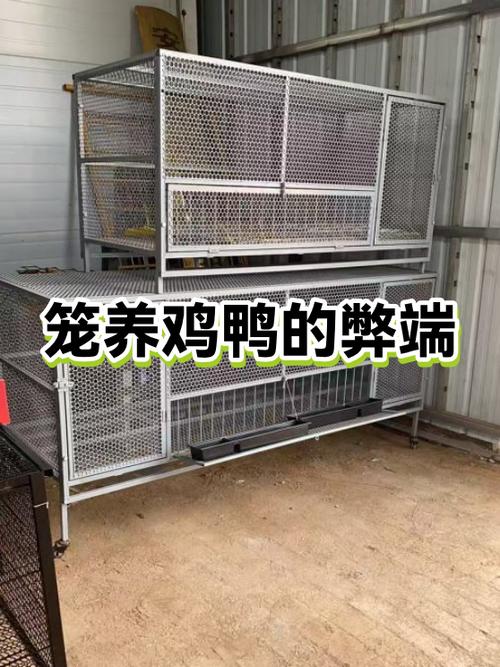 小区内可以养鸡鸭吗